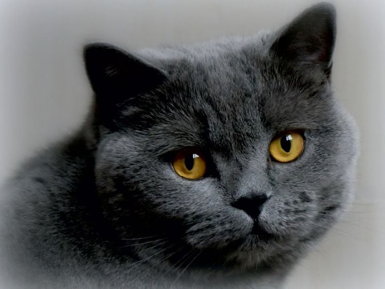 Produktbild: BKH-Katze (Puzzle)