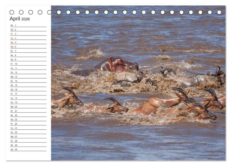 Produktbild: Emotionale Momente: Nilpferde hautnah (Tischkalender 2026 DIN A5 quer), CALVENDO Monatskalender