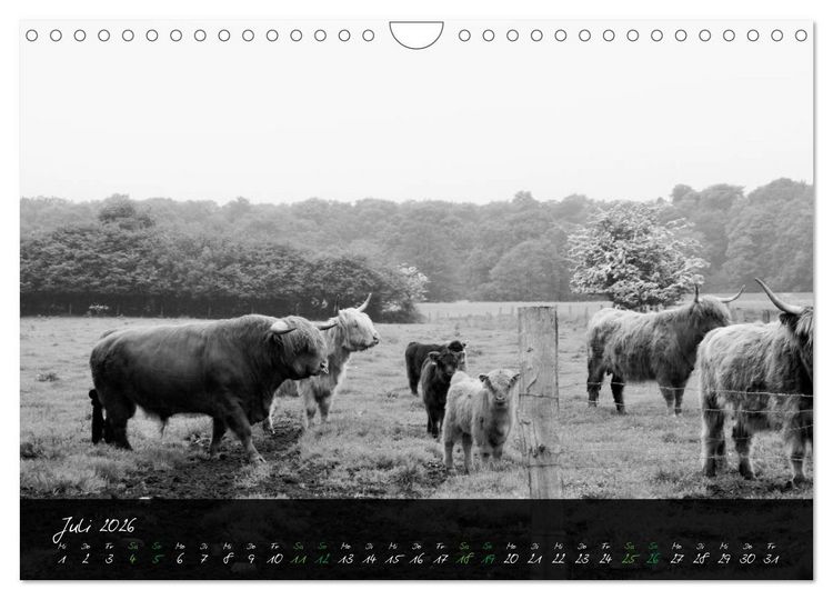 Produktbild: Highland Cattle vom Nordlicht - Faszination Hochland Rind (Wandkalender 2026 DIN A4 quer), CALVENDO Monatskalender