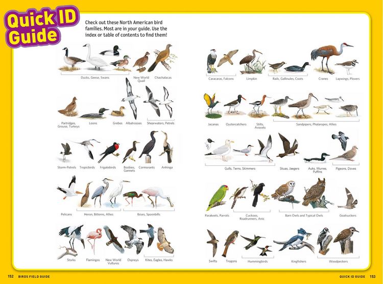 Produktbild: Ultimate Explorer Field Guide: Birds