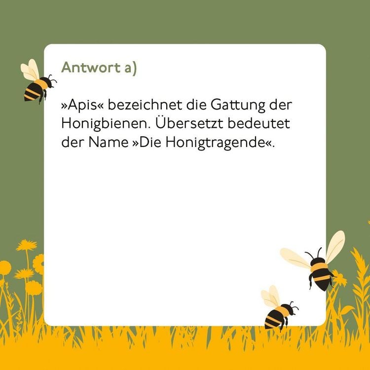 Produktbild: Bienen-Quiz
