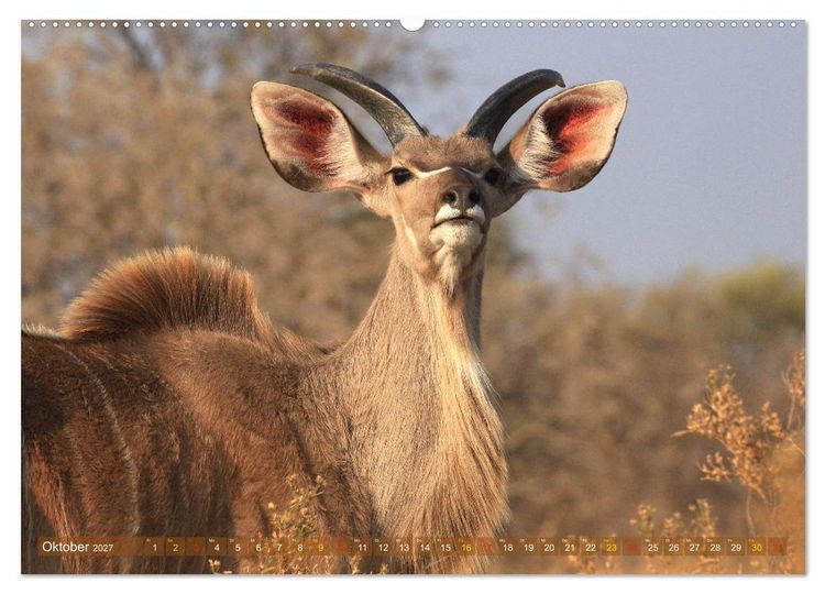 Produktbild: Wildtierparadies Afrika - Eine Foto-Reise durch die Savannen (Wandkalender 2027 DIN A2 quer), CALVENDO Monatskalender