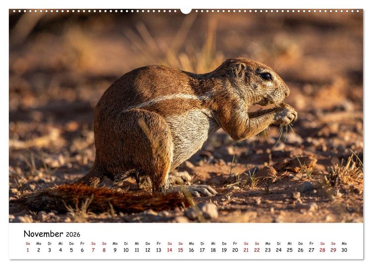 Produktbild: Afrikas kleine Stars (Wandkalender 2026 DIN A2 quer), CALVENDO Monatskalender