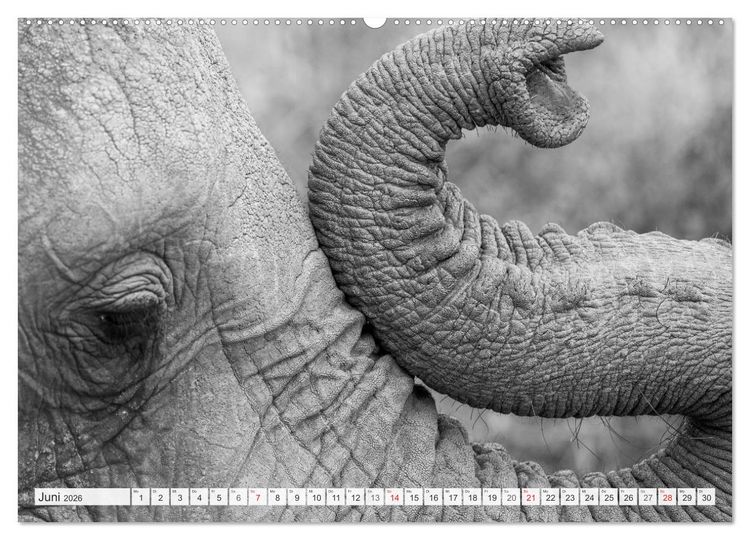 Produktbild: Emotionale Momente: Elefanten in black & white (hochwertiger Premium Wandkalender 2026 DIN A2 quer), Kunstdruck in Hochglanz