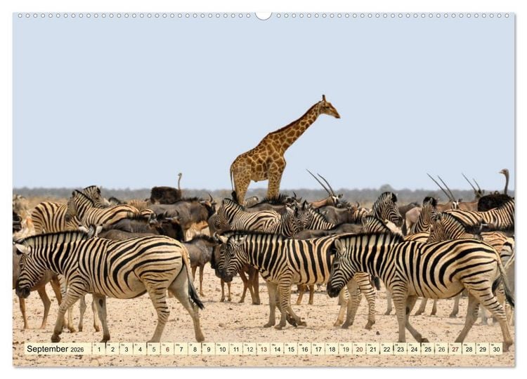 Produktbild: Afrika. Botswanas wundervolle Tierwelt (Wandkalender 2026 DIN A2 quer), CALVENDO Monatskalender