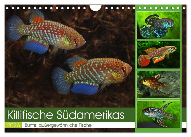 Produktbild: Killifische S&uuml;damerikas (Wandkalender 2026 DIN A4 quer), CALVENDO Monatskalender