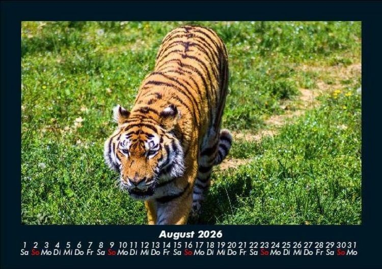 Produktbild: Tiger 2026 Fotokalender DIN A5