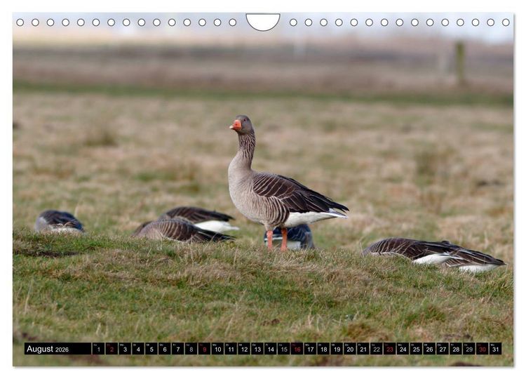 Produktbild: Gefiederte Sch&ouml;nheiten - Wildg&auml;nse in Norddeutschland (Wandkalender 2026 DIN A4 quer), CALVENDO Monatskalender