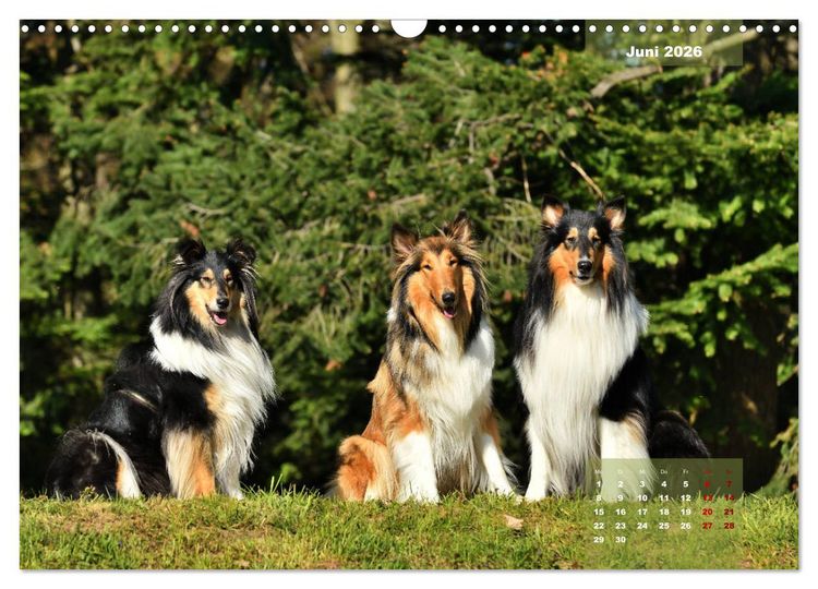 Produktbild: Collies? Was sonst! (Wandkalender 2026 DIN A3 quer), CALVENDO Monatskalender