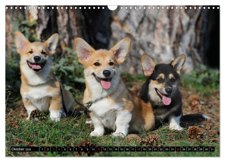 Produktbild: Welsh Corgi - Kobold auf 4 Pfoten (Wandkalender 2026 DIN A3 quer), CALVENDO Monatskalender