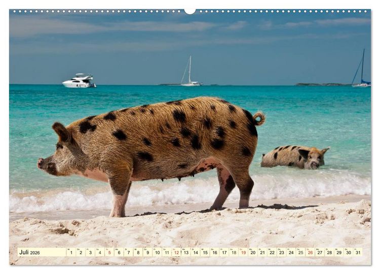 Produktbild: Schwimmende Schweine (hochwertiger Premium Wandkalender 2026 DIN A2 quer), Kunstdruck in Hochglanz