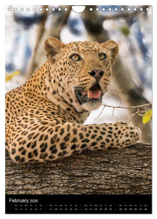 Produktbild: South Luangwa Wildlife (Wall Calendar 2026 DIN A4 portrait), CALVENDO 12 Month Wall Calendar