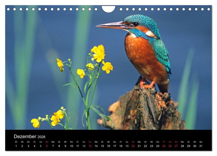 Produktbild: V&ouml;gel (Wandkalender 2026 DIN A4 quer), CALVENDO Monatskalender