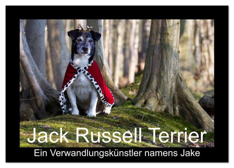 Produktbild: Jack Russell Terrier.....Ein Verwandlungsk&uuml;nstler namens Jake (Tischkalender 2026 DIN A5 quer), CALVENDO Monatskalender