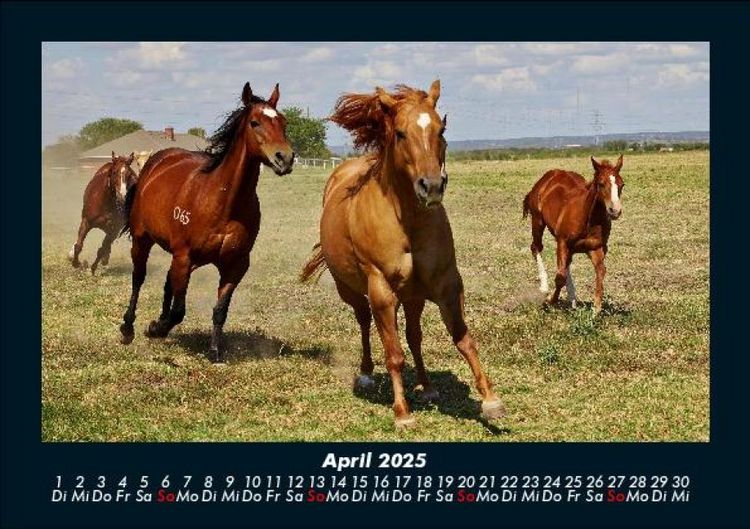 Produktbild: Pferdegefl&uuml;ster 2025 Fotokalender DIN A5