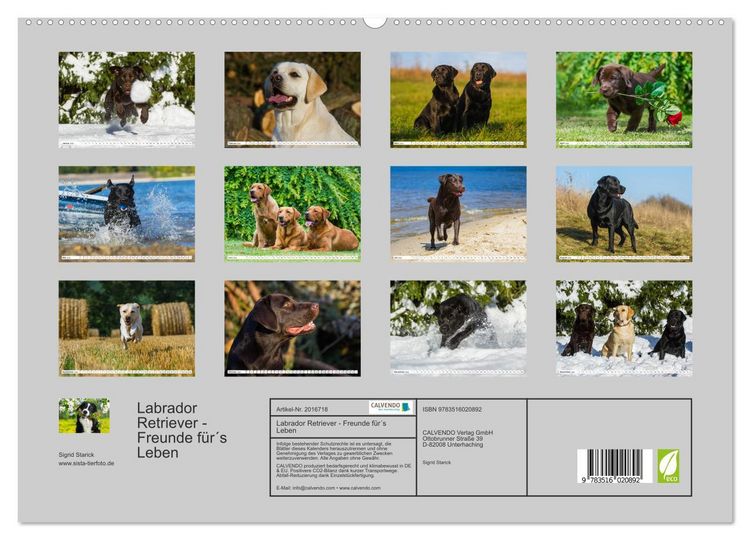 Produktbild: Labrador Retriever - Freunde f&uuml;r&acute;s Leben (hochwertiger Premium Wandkalender 2026 DIN A2 quer), Kunstdruck in Hochglanz