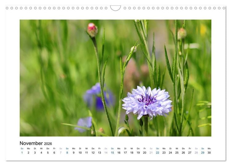 Produktbild: Kornblumen - Blaue Sch&ouml;nheiten (Wandkalender 2026 DIN A3 quer), CALVENDO Monatskalender