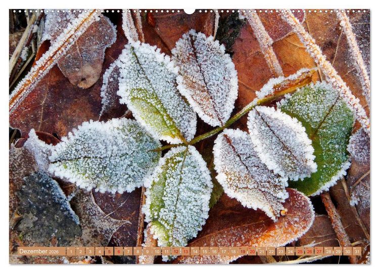 Produktbild: Natur, die bezaubert (Wandkalender 2026 DIN A2 quer), CALVENDO Monatskalender