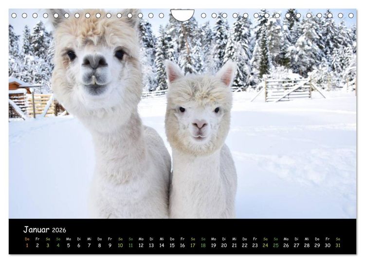 Produktbild: Alpakas zum Verlieben (Wandkalender 2026 DIN A4 quer), CALVENDO Monatskalender
