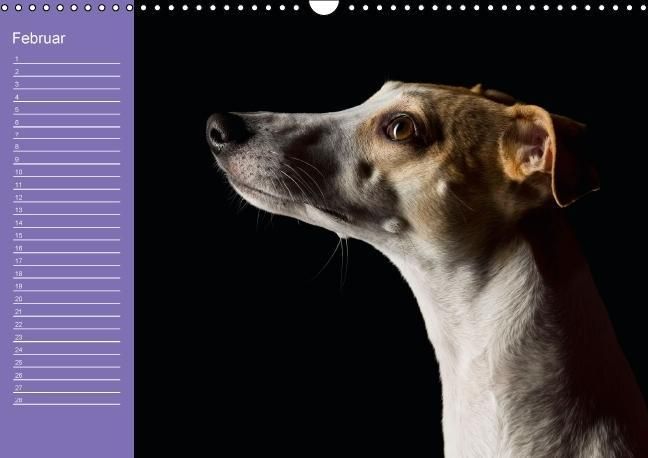 Produktbild: Bunte Pfoten / Geburtstagskalender (Wandkalender immerw&auml;hrend DIN A3 quer)