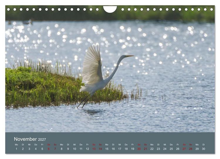 Produktbild: Reiher in der Elbmarsch (Wandkalender 2027 DIN A4 quer), CALVENDO Monatskalender