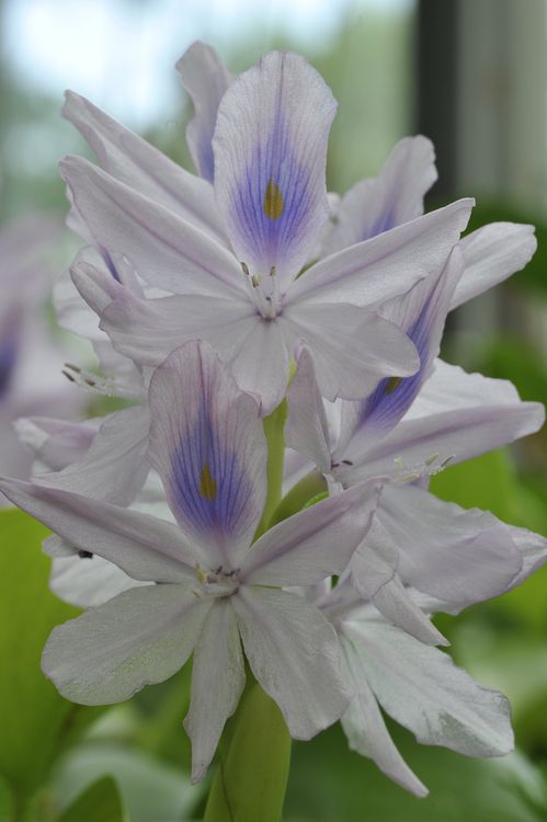 Produktbild: Entgiften mit Heilkr&auml;utern