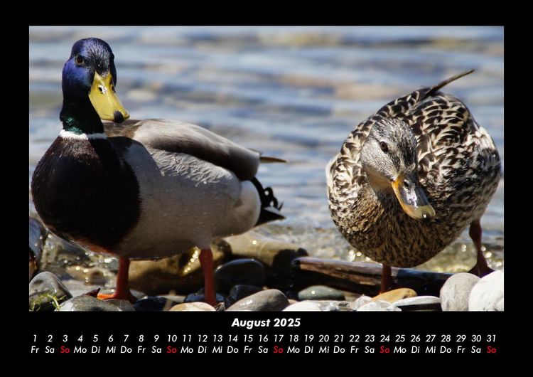 Produktbild: Enten 2025 Fotokalender DIN A3