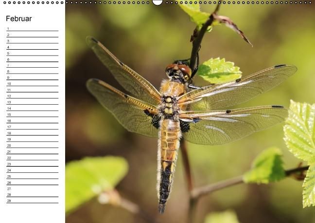 Produktbild: Libellen Geburtstagskalender (Wandkalender immerw&auml;hrend DIN A2 quer)