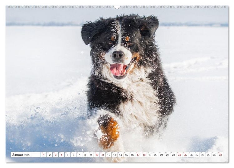 Produktbild: Berner Sennenhund - Ein Freund auf vier Pfoten (hochwertiger Premium Wandkalender 2026 DIN A2 quer), Kunstdruck in Hochglanz