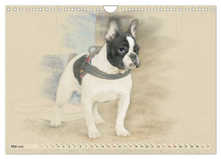 Produktbild: Franz&ouml;sische Bulldoggen 2026 (Wandkalender 2026 DIN A4 quer), CALVENDO Monatskalender