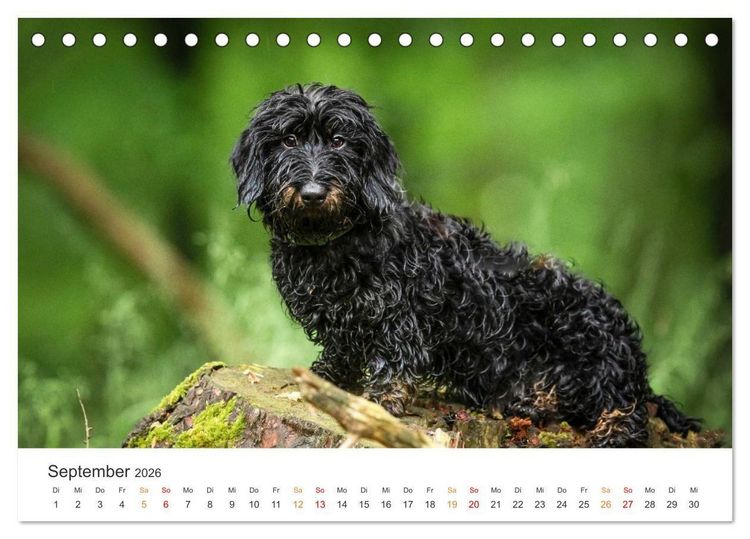 Produktbild: Treue Jagdgef&auml;hrten - Jagdhunderassen im Portrait (Tischkalender 2026 DIN A5 quer), CALVENDO Monatskalender