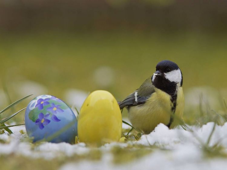 Produktbild: CALVENDO Puzzle Kohlmeise mit Ostereier | 1000 Teile Lege-Gr&ouml;&szlig;e 64x48cm Foto-Puzzle f&uuml;r gl&uuml;ckliche Stunden