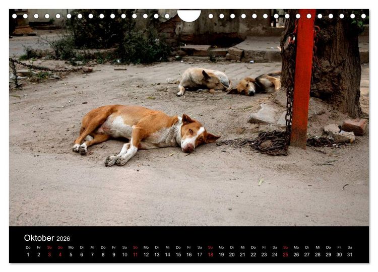 Produktbild: Stra&szlig;enhunde (Wandkalender 2026 DIN A4 quer), CALVENDO Monatskalender