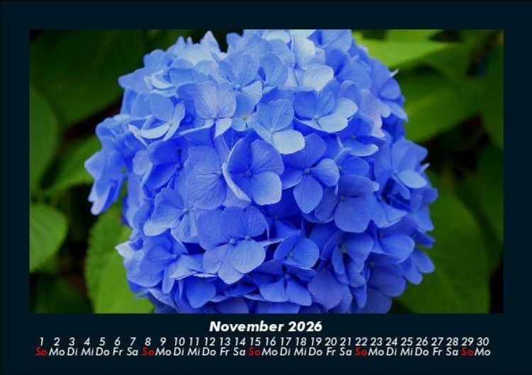 Produktbild: Pflanzen und Bl&uuml;ten 2026 Fotokalender DIN A5