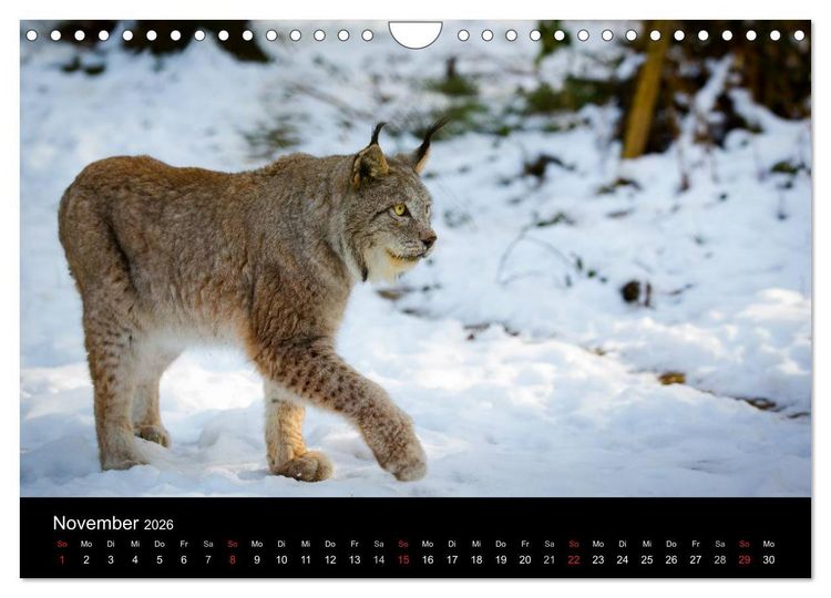 Produktbild: Luchse - Europas gr&ouml;&szlig;te Katzen (Wandkalender 2026 DIN A4 quer), CALVENDO Monatskalender