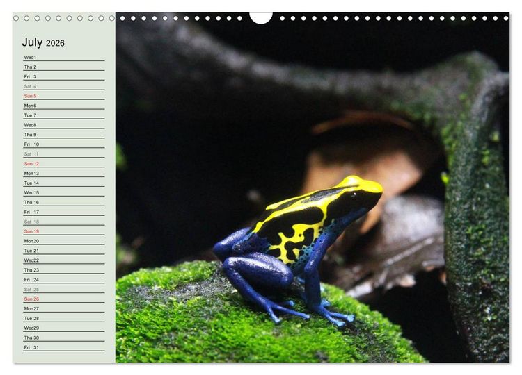 Produktbild: Poison dart frogs / UK-Version / Birthday Calendar (Wall Calendar 2026 DIN A3 landscape), CALVENDO 12 Month Wall Calendar