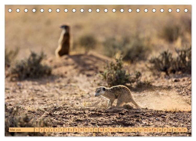 Produktbild: Afrikas Tierwelt - Erdm&auml;nnchen (Tischkalender 2026 DIN A5 quer), CALVENDO Monatskalender