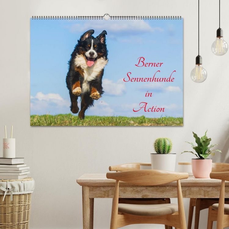 Produktbild: Berner Sennenhunde in Action (Wandkalender 2026 DIN A2 quer), CALVENDO Monatskalender