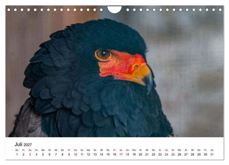 Produktbild: Greifv&ouml;gel in Aktion - Dynamische Flugbilder und Portr&auml;ts (Wandkalender 2027 DIN A4 quer), CALVENDO Monatskalender