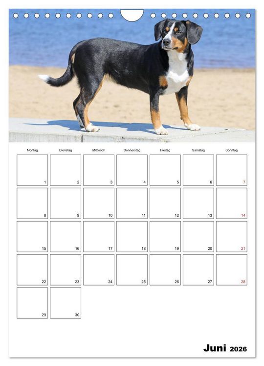 Produktbild: Entlebucher Sennenhunde begleiten Sie durch das Jahr (Wandkalender 2026 DIN A4 hoch), CALVENDO Monatskalender