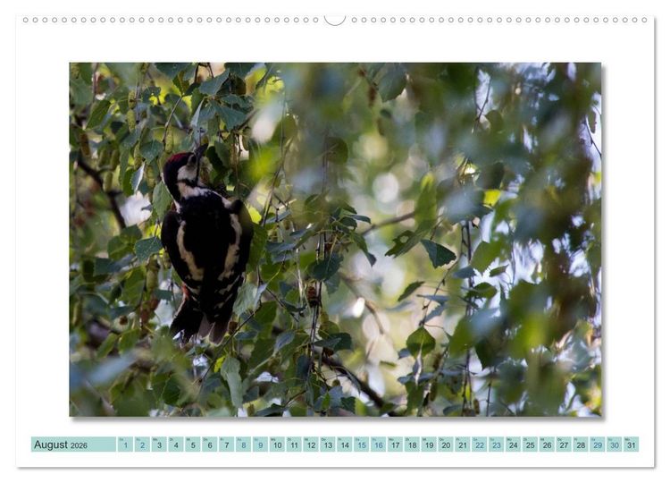 Produktbild: Augenblicke im M&uuml;ritz Nationalpark (Wandkalender 2026 DIN A2 quer), CALVENDO Monatskalender