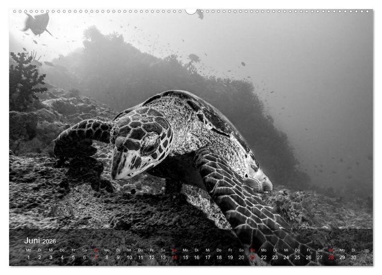 Produktbild: Schildkr&ouml;ten des Ozeans (Wandkalender 2026 DIN A2 quer), CALVENDO Monatskalender