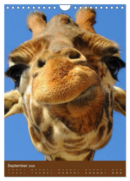Produktbild: Giraffen (Wandkalender 2026 DIN A4 hoch), CALVENDO Monatskalender