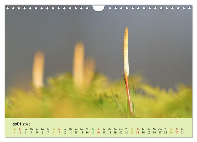 Produktbild: Le monde majestueux des mousses (Calendrier mural 2026 DIN A4 vertical), CALVENDO calendrier mensuel
