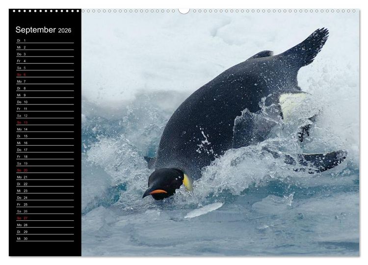 Produktbild: Pinguine - Kaiser- und K&ouml;nigspinguine (hochwertiger Premium Wandkalender 2026 DIN A2 quer), Kunstdruck in Hochglanz