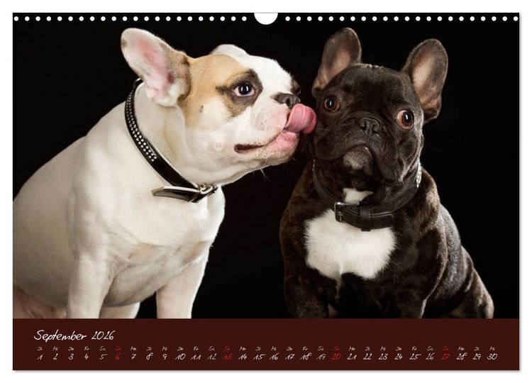 Produktbild: Franz&ouml;sische Bulldoggen (Wandkalender 2026 DIN A3 quer), CALVENDO Monatskalender