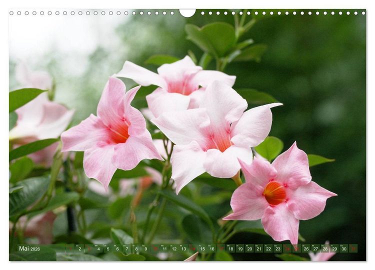 Produktbild: Beschwingte Blumenwelt (Wandkalender 2026 DIN A3 quer), CALVENDO Monatskalender