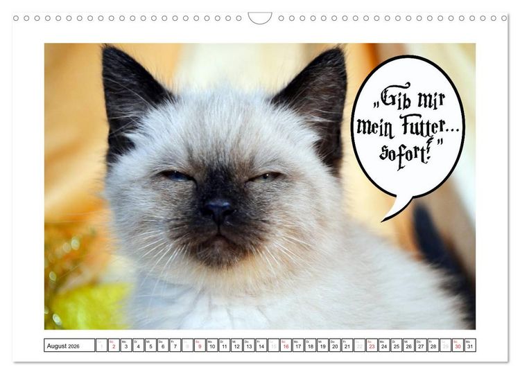 Produktbild: Lustiger Katzenkalender (Wandkalender 2026 DIN A3 quer), CALVENDO Monatskalender