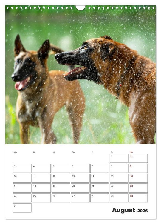 Produktbild: Malinois Power auf vier Pfoten (Wandkalender 2026 DIN A3 hoch), CALVENDO Monatskalender
