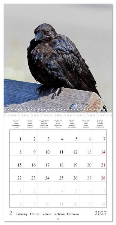 Produktbild: Crow Babies - Black, cute & always hungry (Wall Calendar 2027 12 &times; 12 Inch) CALVENDO 12 Month Wall Calendar
